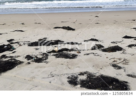Seaweed and garbage on the seashore Floats on the coast 125805634