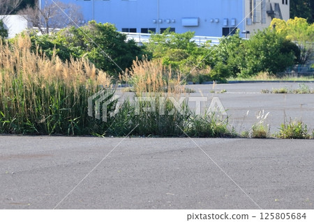 Weeds on asphalt pavement Weeds on asphalt pavement 125805684