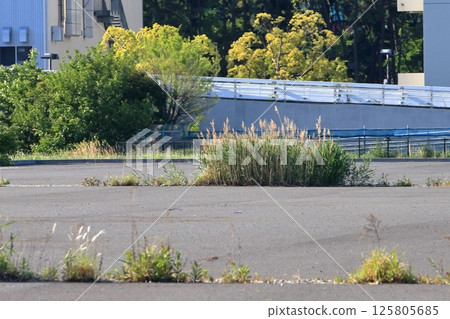 Weeds on asphalt pavement 125805685