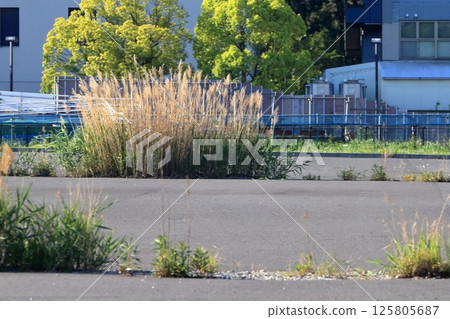Weeds on asphalt pavement 125805687