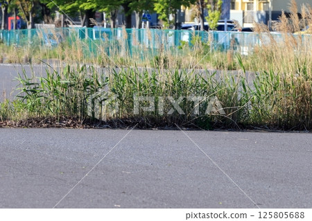 Weeds on asphalt pavement 125805688