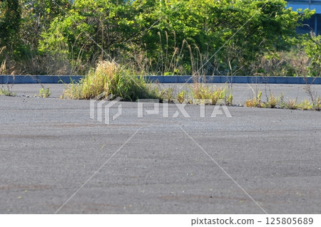 Weeds on asphalt pavement 125805689