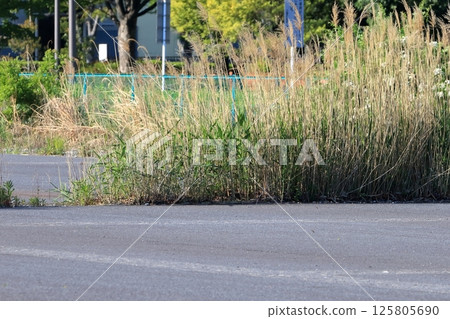 Weeds on asphalt pavement 125805690