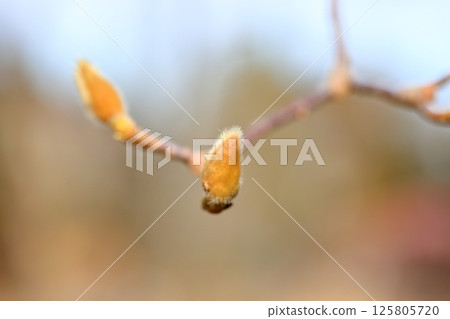 Flower bud of Haku Mukuren Flower bud of Haku Mukuren 125805720