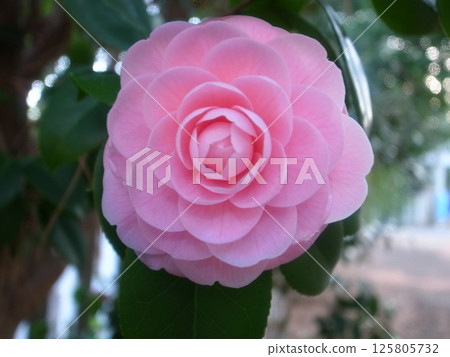 茶花 125805732