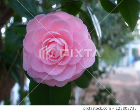 Camellia Camellia 125805733