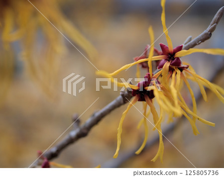 The beautiful yellow Hamamelis intermedia elena blooms in March. The beautiful yellow Hamamelis intermedia elena blooms in March. 125805736