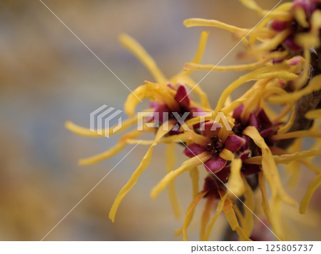 The beautiful yellow Hamamelis intermedia elena blooms in March. The beautiful yellow Hamamelis intermedia elena blooms in March. 125805737