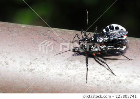 Assassin Bug (Pair) Assassin Bug (Pair) 125805741