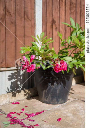 Faded red peony flower in a pot, with almost no petals in the garden. 125805754