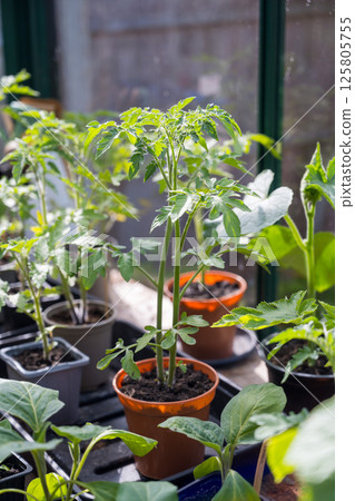 Tomato seedlings, grown from seeds in pot. Baby plants seedling in green house. 125805755