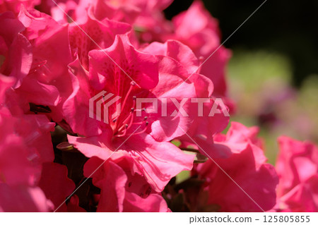 Azalea flowers in full bloom under the spring sunshine Azalea flowers in full bloom under the spring sunshine 125805855