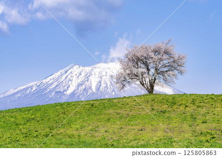 岩手縣瀧澤市瀧澤（三角山）和岩手山的一棵盛開的櫻花樹 125805863
