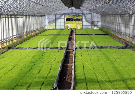 Rice field scenery at the beginning of summer in Yomedo Shonai 125805890