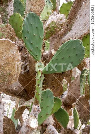仙人掌（仙人掌科） 125805922