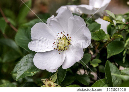 Elegant white rose (Rosaceae, genus Rosa) Elegant white rose (Rosaceae, genus Rosa) 125805926