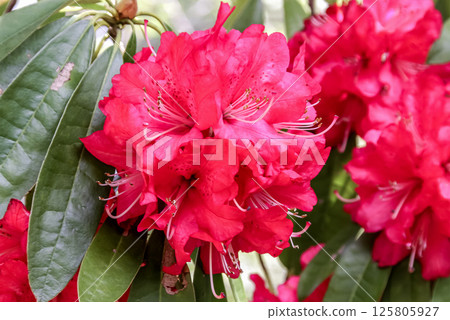 Rhododendron arboreum is also known as Himalayan rhododendron Rhododendron arboreum is also known as Himalayan rhododendron 125805927