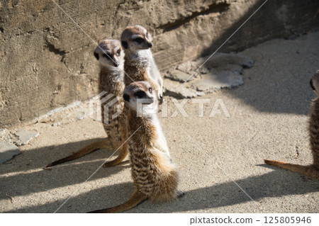 Meerkat at Yokohama Zoo Meerkat at Yokohama Zoo 125805946
