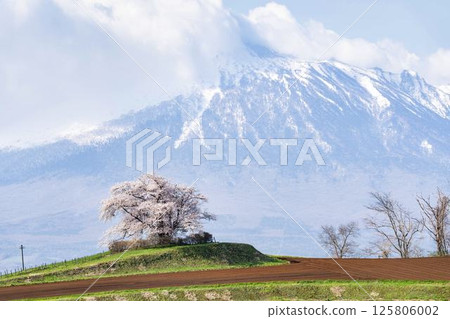 岩手縣八幡平市野田田內一棵盛開的櫻花樹 125806002