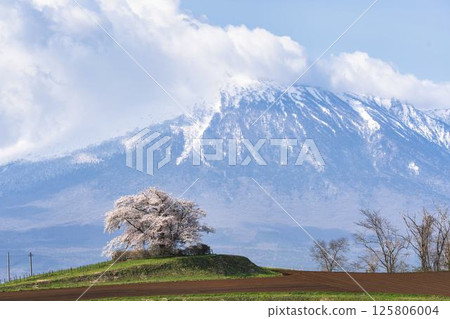 A single cherry tree in full bloom at Noda-Tameuchi in Hachimantai, Iwate Prefecture 125806004