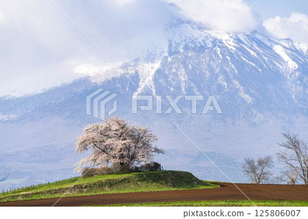 岩手縣八幡平市野田田內一棵盛開的櫻花樹 125806007