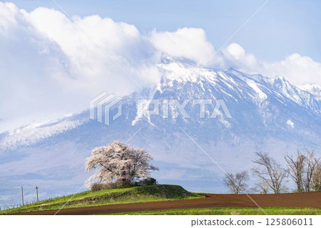 A single cherry tree in full bloom at Noda-Tameuchi in Hachimantai, Iwate Prefecture 125806011