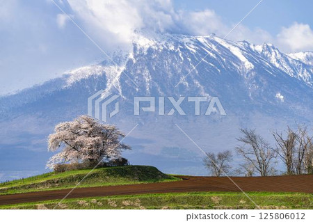 A single cherry tree in full bloom at Noda-Tameuchi in Hachimantai, Iwate Prefecture A single cherry tree in full bloom at Noda-Tameuchi in Hachimantai, Iwate Prefecture 125806012