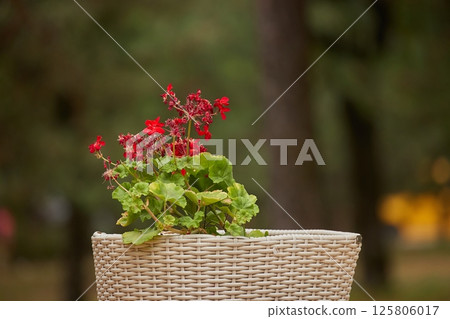Small flower closeup in a pot, geranium Small flower closeup in a pot, geranium 125806017