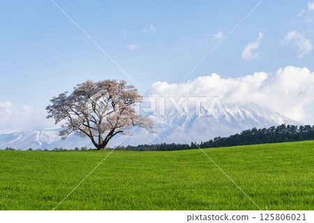 岩手縣雫石町小岩井的一棵櫻花樹和白雪皚皚的岩手山 岩手縣雫石町小岩井的一棵櫻花樹和白雪皚皚的岩手山 125806021