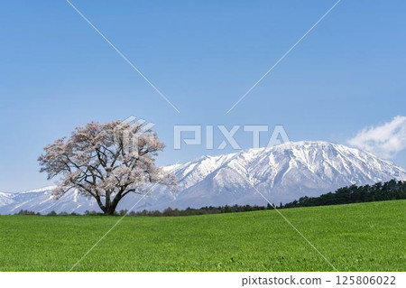 岩手縣雫石町小岩井的一棵櫻花樹和白雪皚皚的岩手山 岩手縣雫石町小岩井的一棵櫻花樹和白雪皚皚的岩手山 125806022