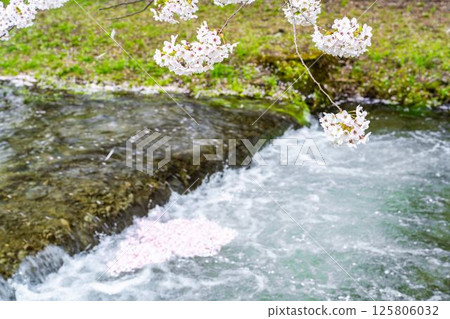 福島縣豬苗代町觀音寺川沿岸盛開的春天櫻花樹與花筏 125806032