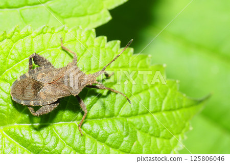 Hojoki bug 125806046