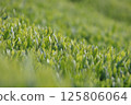 New season of tea 125806064