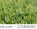 New season of tea 125806065