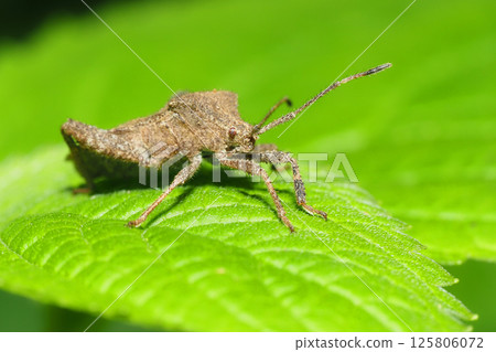 Hojoki bug 125806072