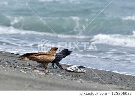 Crows and Black Kite on the Beach Crows and Black Kite on the Beach 125806082