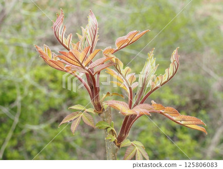 山漆新芽 125806083