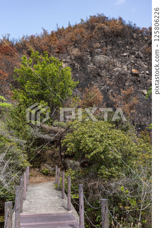 日本岡山縣兒島半島八丈岩山森林火災後依然風景優美 日本岡山縣兒島半島八丈岩山森林火災後依然風景優美 125806226