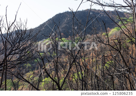 Beautiful scenery even after the forest fire at Mount Hachijoiwa in Kojima Peninsula, Okayama Prefecture, Japan 125806235