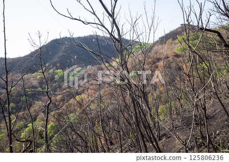 Beautiful scenery even after the forest fire at Mount Hachijoiwa in Kojima Peninsula, Okayama Prefecture, Japan Beautiful scenery even after the forest fire at Mount Hachijoiwa in Kojima Peninsula, Okayama Prefecture, Japan 125806236