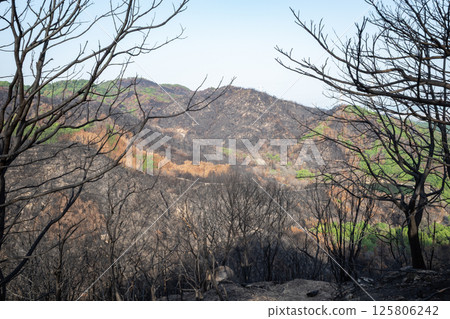 Beautiful scenery even after the forest fire at Mount Hachijoiwa in Kojima Peninsula, Okayama Prefecture, Japan 125806242