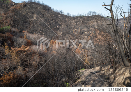 日本岡山縣兒島半島八丈岩山森林火災後依然風景優美 日本岡山縣兒島半島八丈岩山森林火災後依然風景優美 125806246