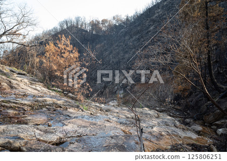 Beautiful scenery even after the forest fire at Mount Hachijoiwa in Kojima Peninsula, Okayama Prefecture, Japan Beautiful scenery even after the forest fire at Mount Hachijoiwa in Kojima Peninsula, Okayama Prefecture, Japan 125806251