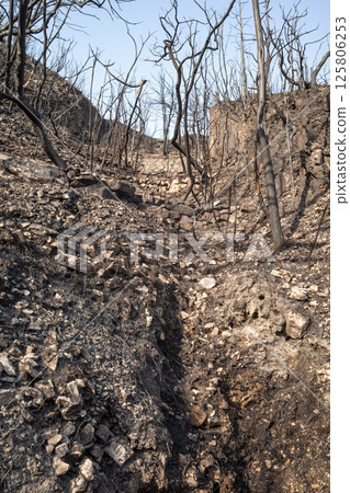 Beautiful scenery even after the forest fire at Mount Hachijoiwa in Kojima Peninsula, Okayama Prefecture, Japan 125806253