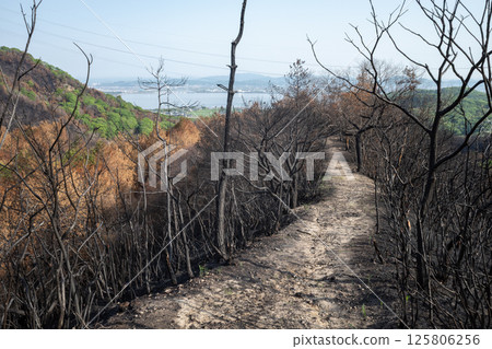 Beautiful scenery even after the forest fire at Mount Hachijoiwa in Kojima Peninsula, Okayama Prefecture, Japan Beautiful scenery even after the forest fire at Mount Hachijoiwa in Kojima Peninsula, Okayama Prefecture, Japan 125806256