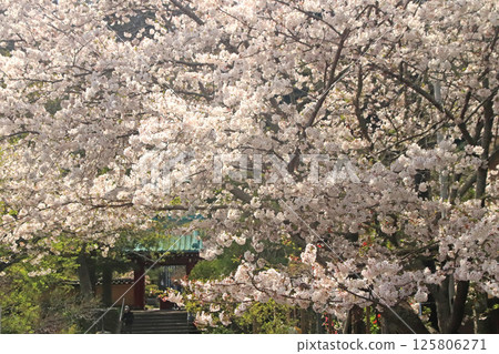 Cherry Blossoms	 125806271