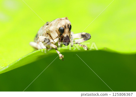Long-legged weevil (female) Long-legged weevil (female) 125806367