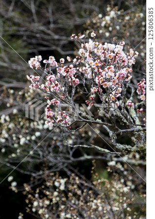 鳥取縣北園公園的梅花開始綻放 125806385