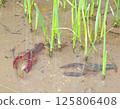 小龍蝦 125806408