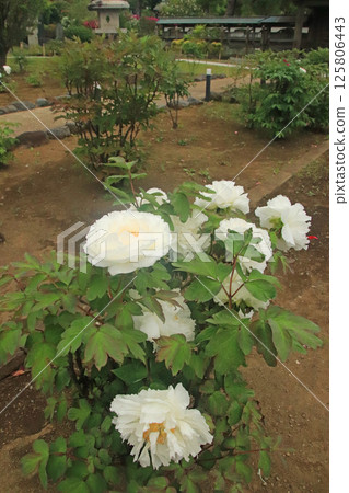 Peony Peony 125806443